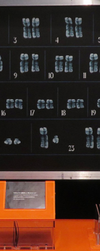 genes-cromosomas-1699549263.png